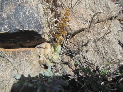 Crassula hemisphaerica, photographed by douglaseustonbrown