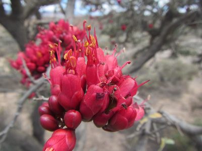 Schotia afra, photographed by douglaseustonbrown