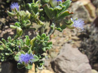 Polygala asbestina, photographed by douglaseustonbrown