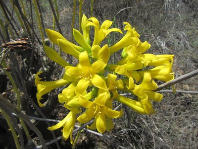 Tylecodon cacalioides, photographed by douglaseustonbrown