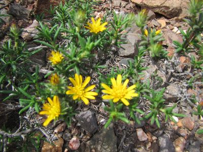 Hirpicium integrifolium, photographed by douglaseustonbrown