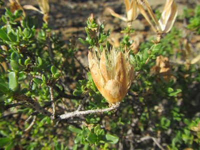 Pteronia adenocarpa, photographed by douglaseustonbrown