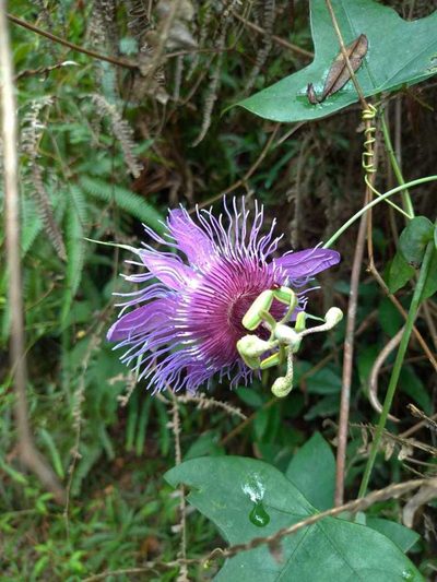 Passiflora amethystina, photographed by Márcia Martins