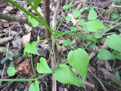 Rubia petiolaris, photographed by douglaseustonbrown