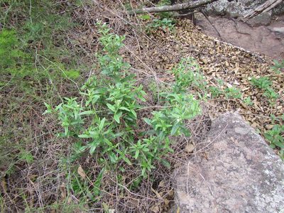 Lithospermum sylvestre, photographed by douglaseustonbrown