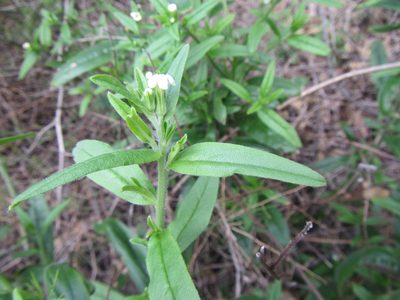 Lithospermum sylvestre, photographed by douglaseustonbrown