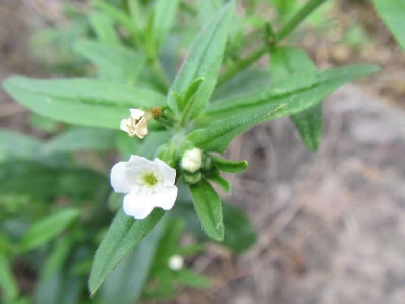 Lithospermum sylvestre, photographed by douglaseustonbrown
