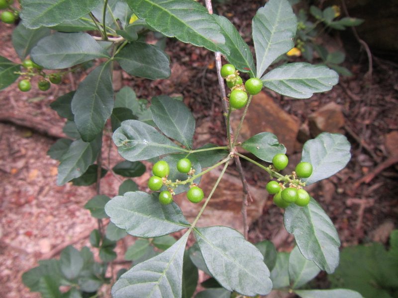 Allophylus decipiens, photographed by douglaseustonbrown