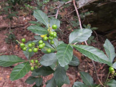 Allophylus decipiens, photographed by douglaseustonbrown