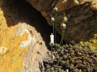 Litanthus pusillus, photographed by douglaseustonbrown