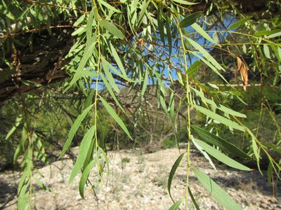 Salix mucronata, photographed by douglaseustonbrown