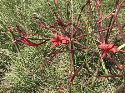 Brunsvigia litoralis, photographed by Andrew Gillespie