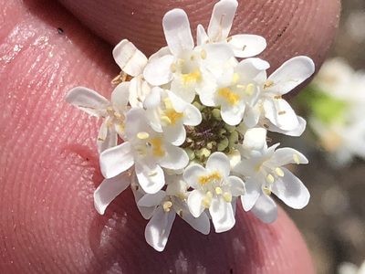 Pseudoselago outeniquensis, photographed by Dave U