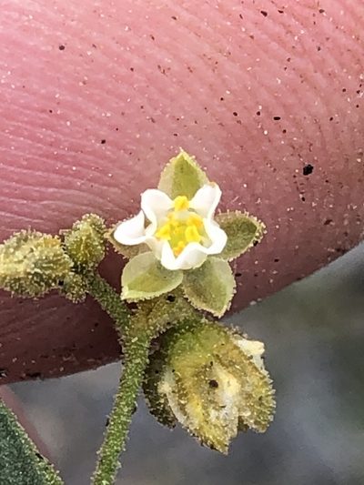 Limeum dinteri, photographed by Dave U