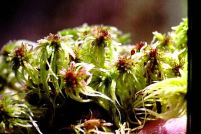 Sphagnum russowii, photographed by Allan Harris