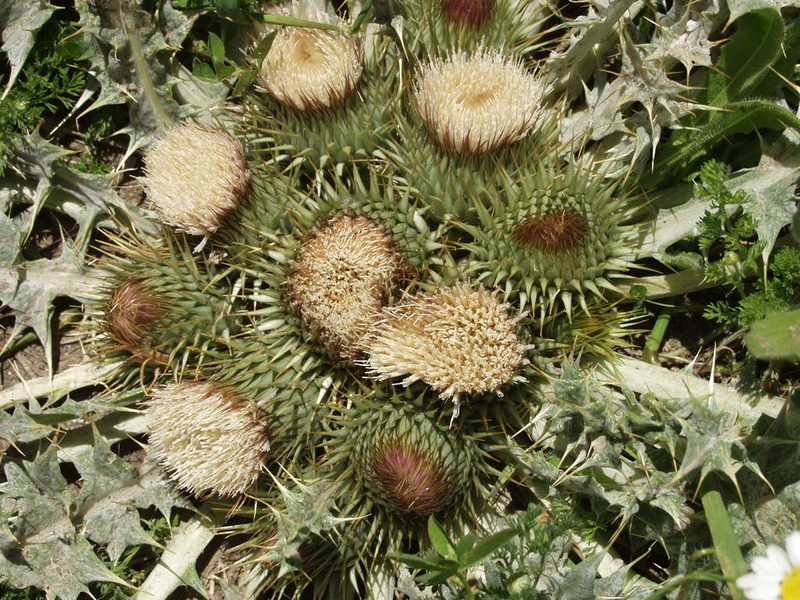 Onopordum acaulon, photographed by Ina Siebert