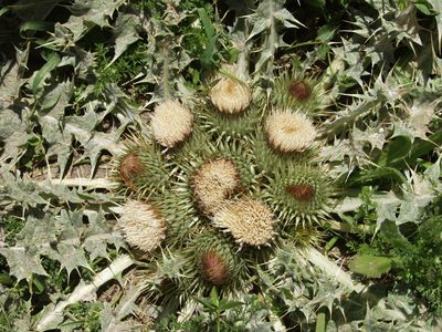 Onopordum acaulon, photographed by Ina Siebert