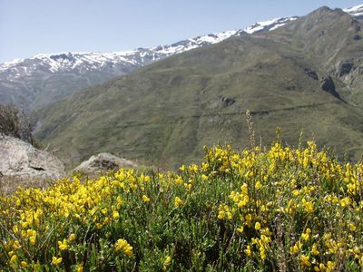Cytisus balansae, photographed by Ina Siebert