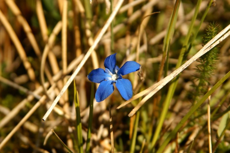 Gentiana sierrae, photographed by Ina Siebert