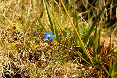 Gentiana sierrae, photographed by Ina Siebert