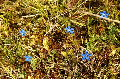 Gentiana sierrae, photographed by Ina Siebert
