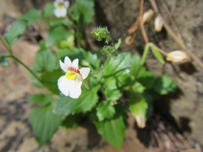 Nemesia deflexa, photographed by douglaseustonbrown