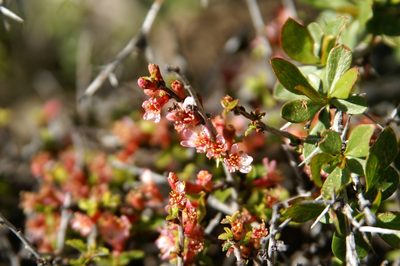 Prunus prostrata, photographed by Ina Siebert