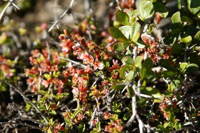 Prunus prostrata, photographed by Ina Siebert