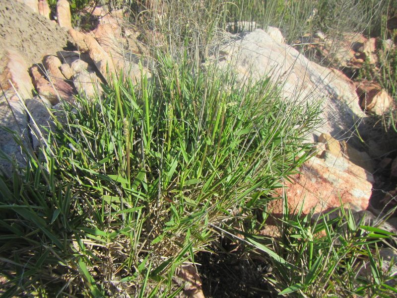 Urochloa serrata, photographed by douglaseustonbrown