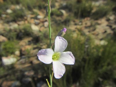 Heliophila glauca, photographed by douglaseustonbrown