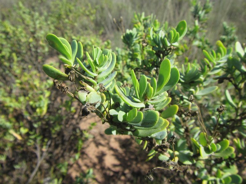 Hertia kraussii, photographed by douglaseustonbrown