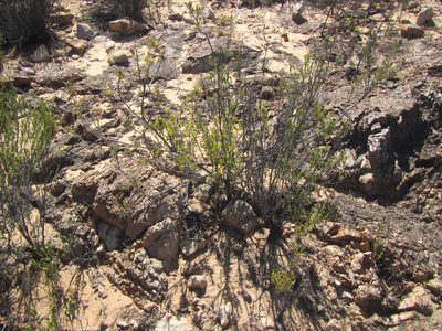 Leucospermum wittebergense, photographed by douglaseustonbrown