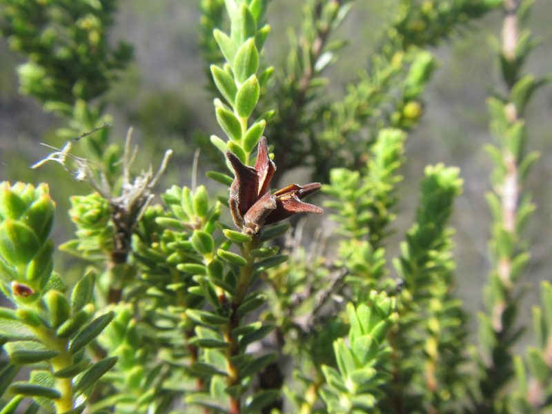 Euchaetis vallis-simiae, photographed by douglaseustonbrown