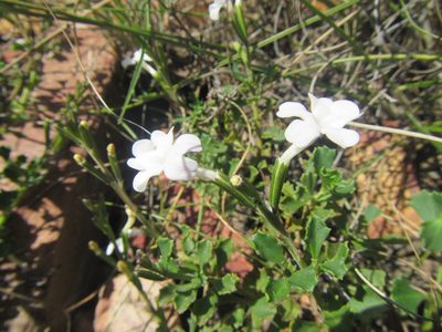 Chascanum cuneifolium, photographed by douglaseustonbrown