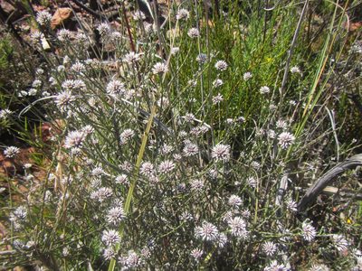 Stoebe microphylla, photographed by douglaseustonbrown