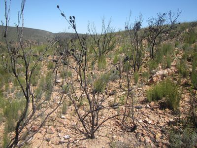 Leucadendron nobile, photographed by douglaseustonbrown