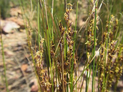 Schoenus submarginalis, photographed by douglaseustonbrown