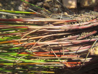 Schoenus submarginalis, photographed by douglaseustonbrown