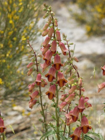 Digitalis obscura, photographed by Ina Siebert