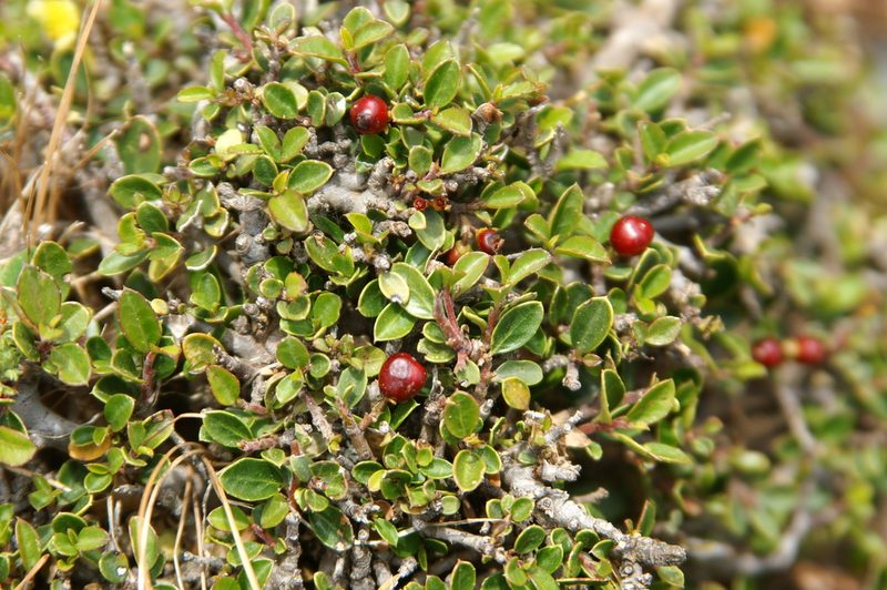 Rhamnus myrtifolia, photographed by Ina Siebert