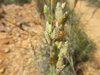 Eragrostis capensis, photographed by douglaseustonbrown