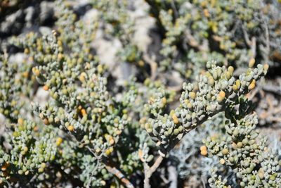 Zygophyllum fontanesii, photographed by Frank Sengpiel
