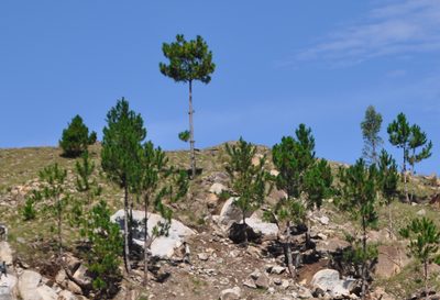 Pinus kesiya, photographed by Josip Skejo