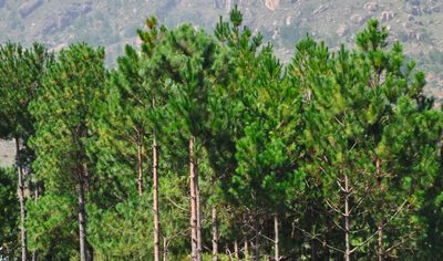 Pinus kesiya, photographed by Josip Skejo