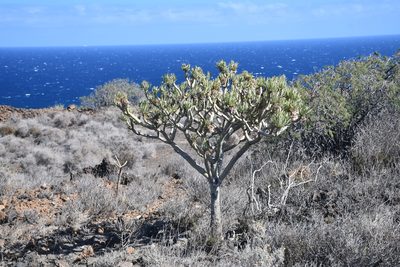 Kleinia neriifolia, photographed by Frank Sengpiel