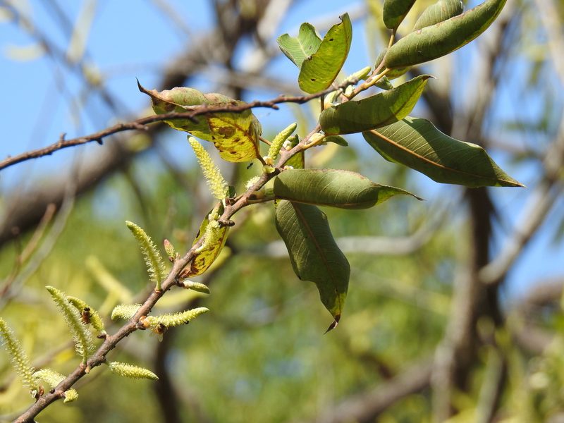 Salix kusanoi, photographed by 黃美滿