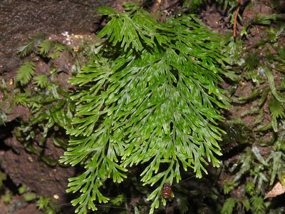 Vandenboschia liukiuensis, photographed by Jacy Chen
