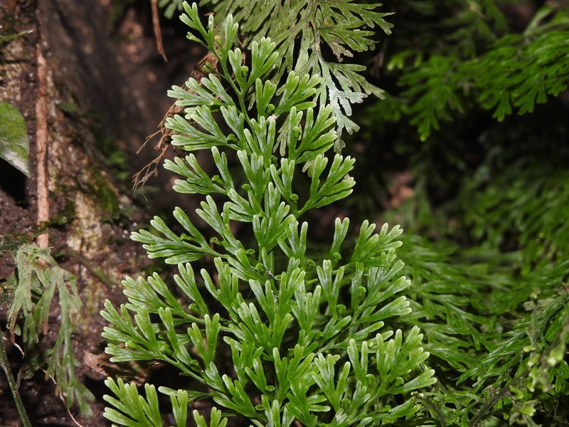 Vandenboschia liukiuensis, photographed by Jacy Chen