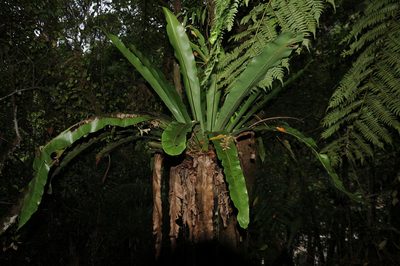 Asplenium mauritianum, photographed by Josip Skejo