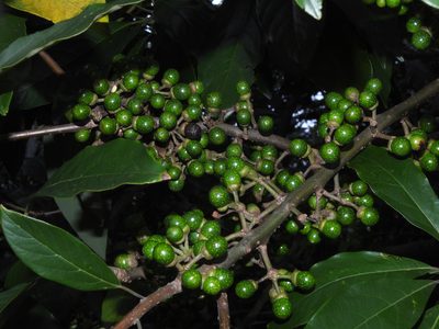 Lindera megaphylla, photographed by Jacy Chen